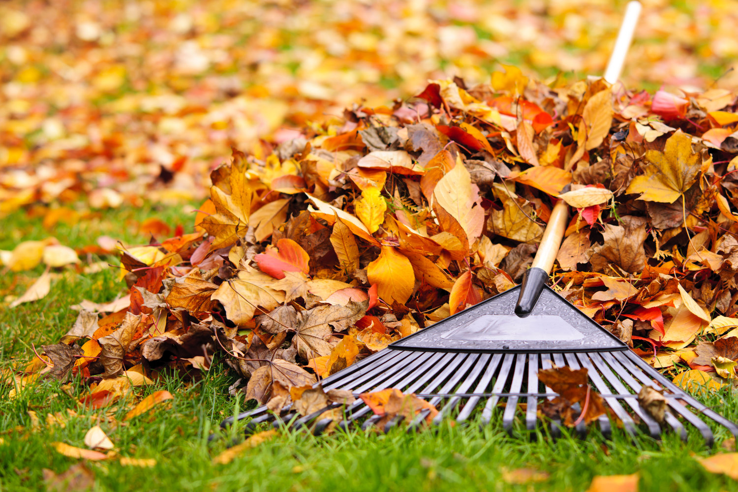 Fall_Leaves Yard waste