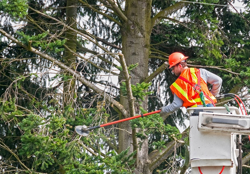 Tree_Trimming