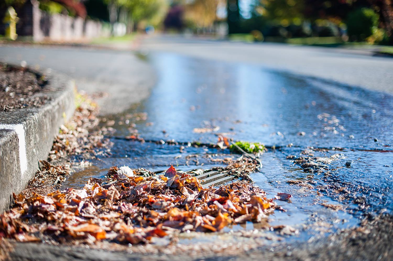 Leaves Clogging Storm Sewer Inlet