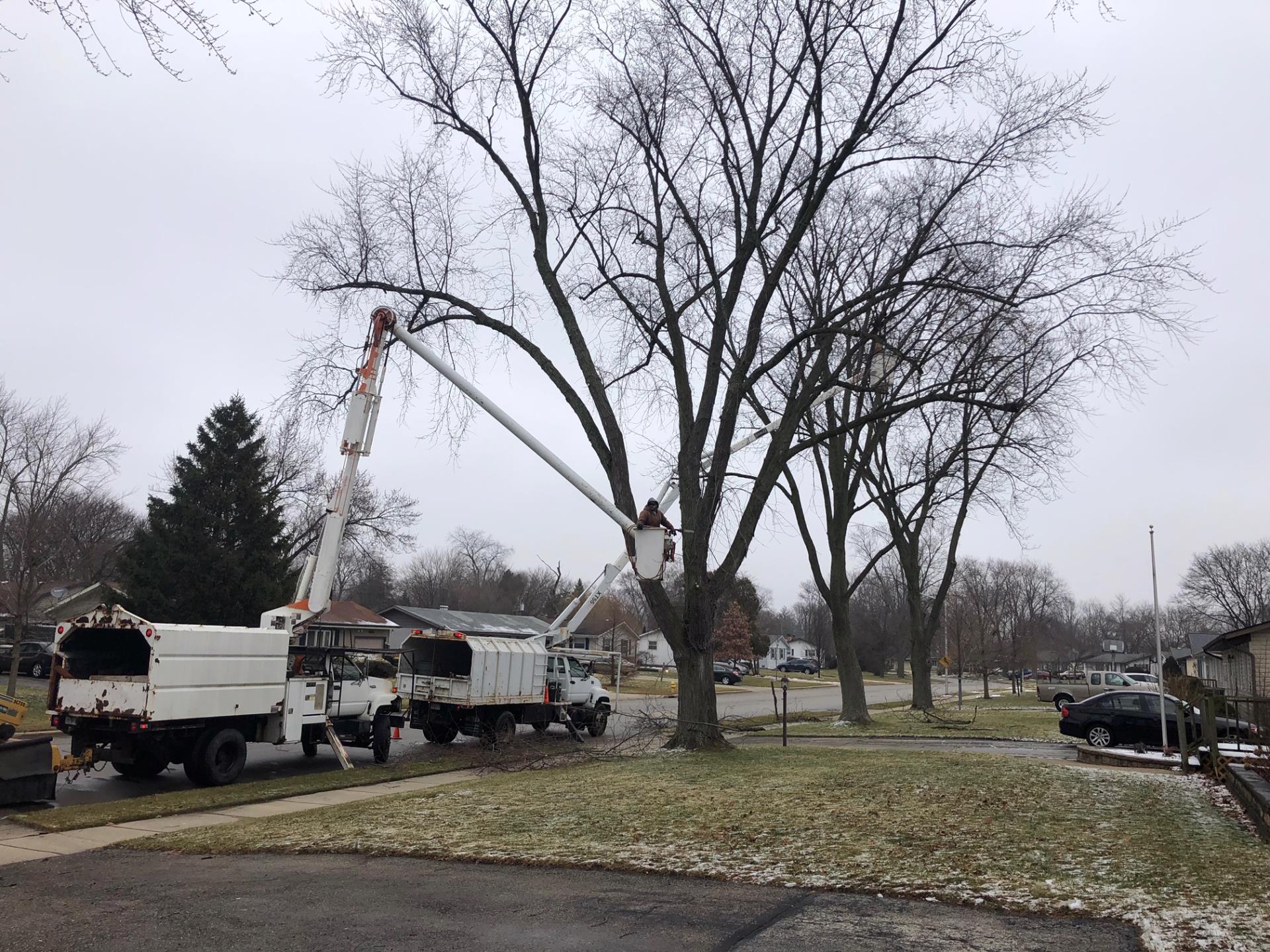 Tree Trimming