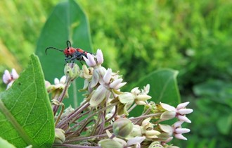 Red Bug in Native prairie