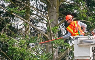 Tree trimming comed