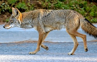 Coyote