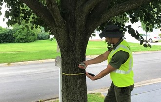 Contractor measuring tree