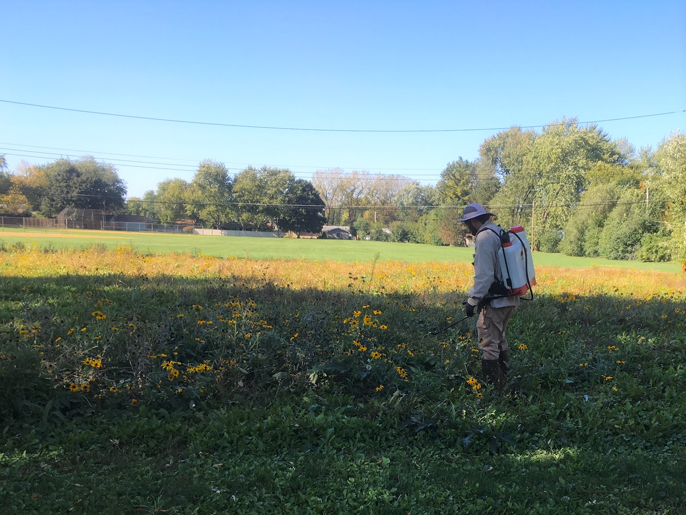 Person spraying field