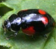 Twice Stabbed Lady Beetle